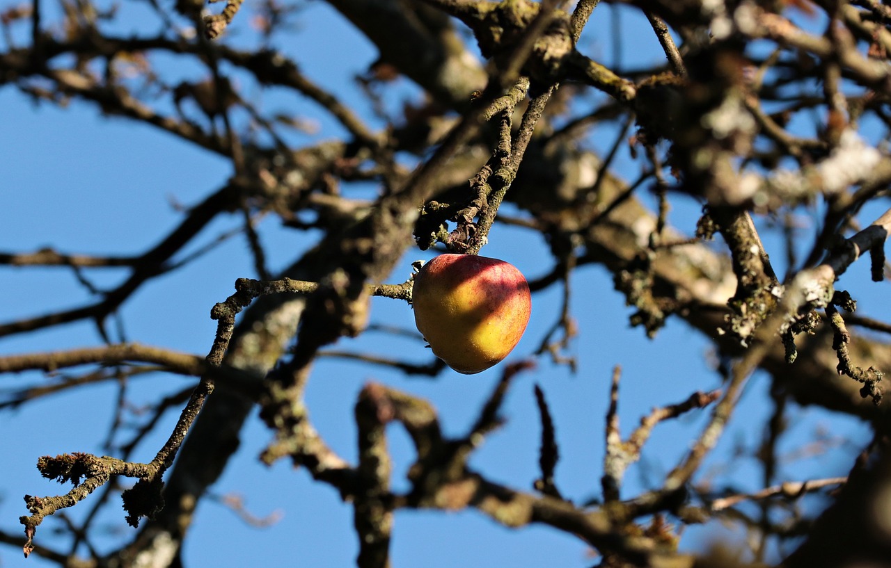 Apple Tree Fall Autumn | Veteran Car Donations