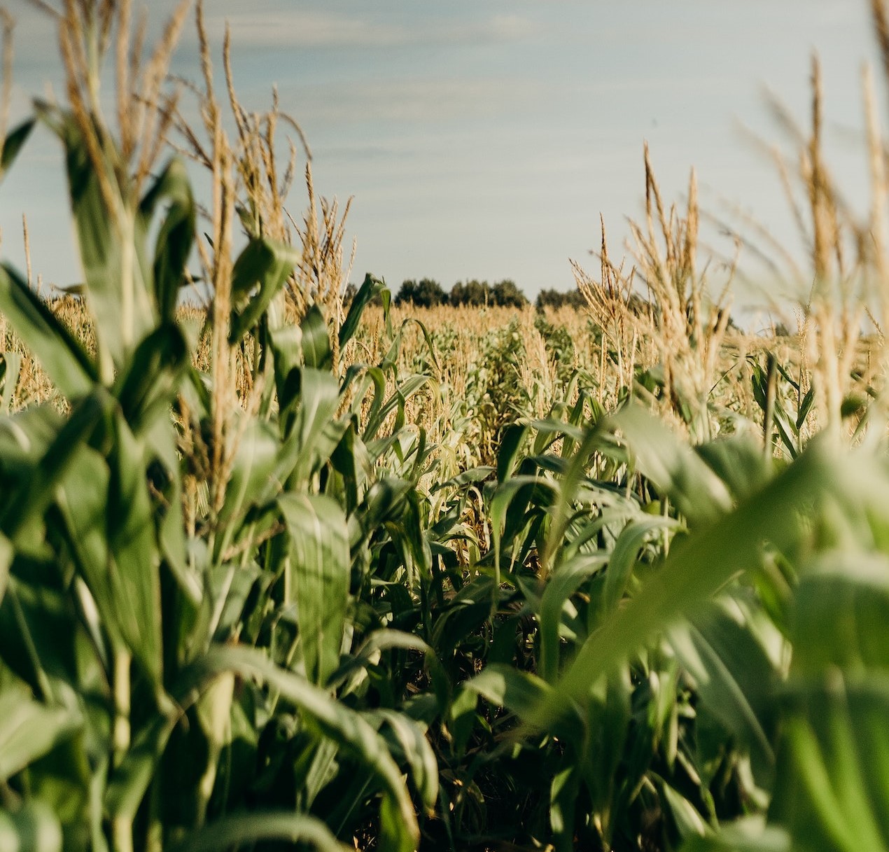 Corn field | Veteran Car Donations