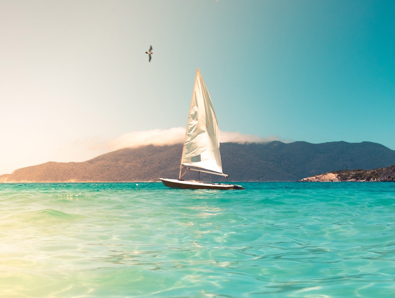 White Sailboat and a Flying Bird During Daytime | Veteran Car Donations