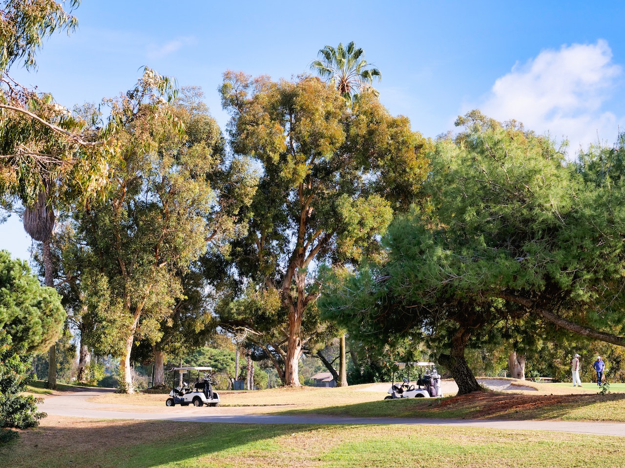 Golf Carts Parked Under the Tree | Veteran Car Donations
