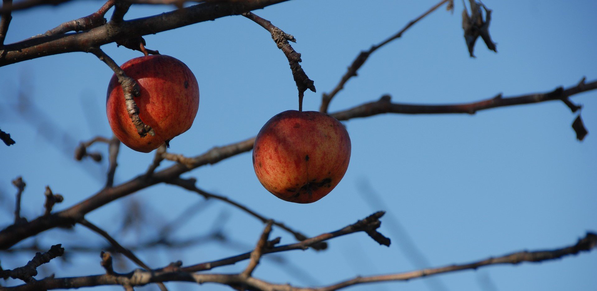 An Apple Tree in Apple Valley