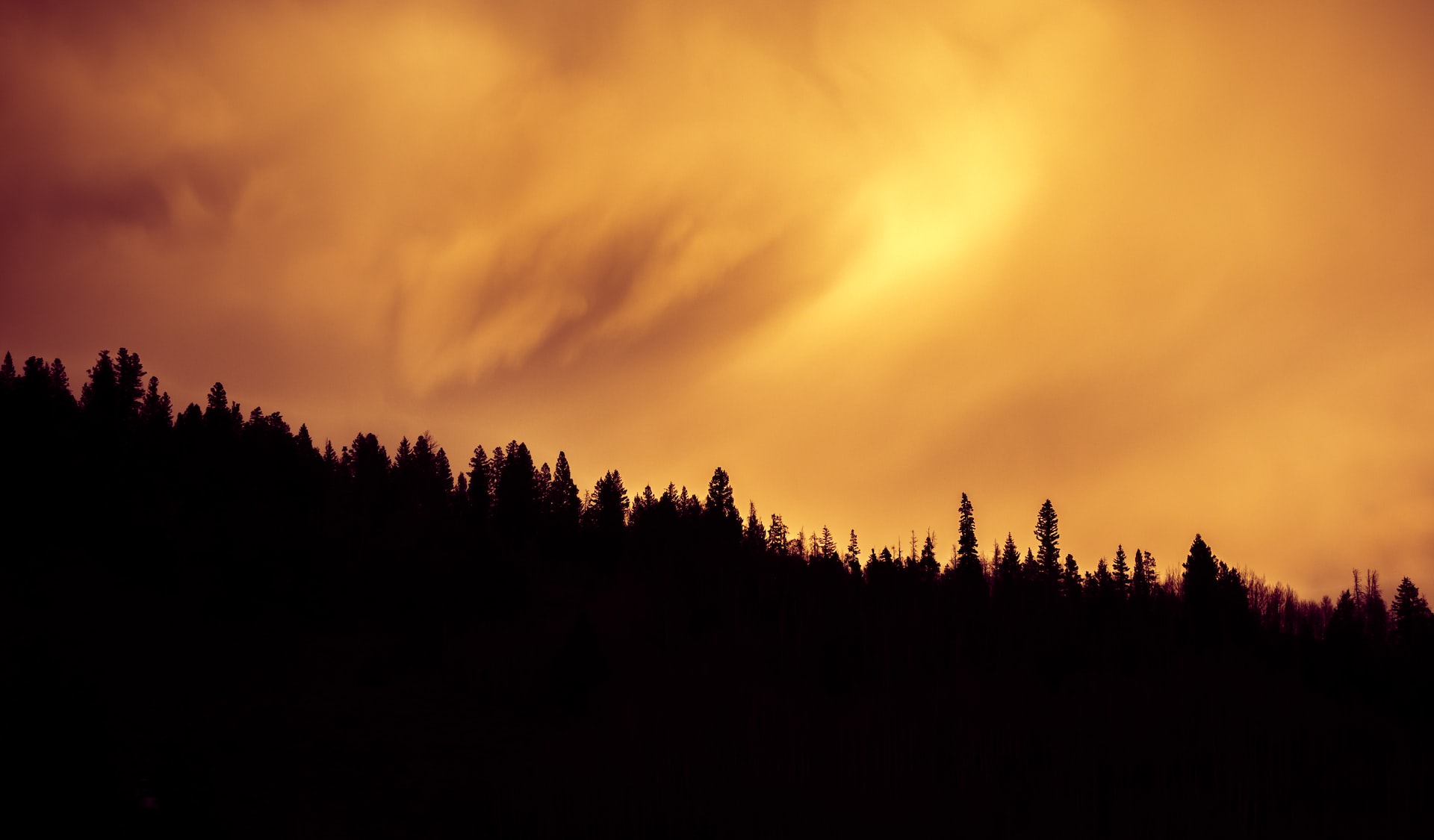 silhouette of trees during sunset | Veteran Car Donations