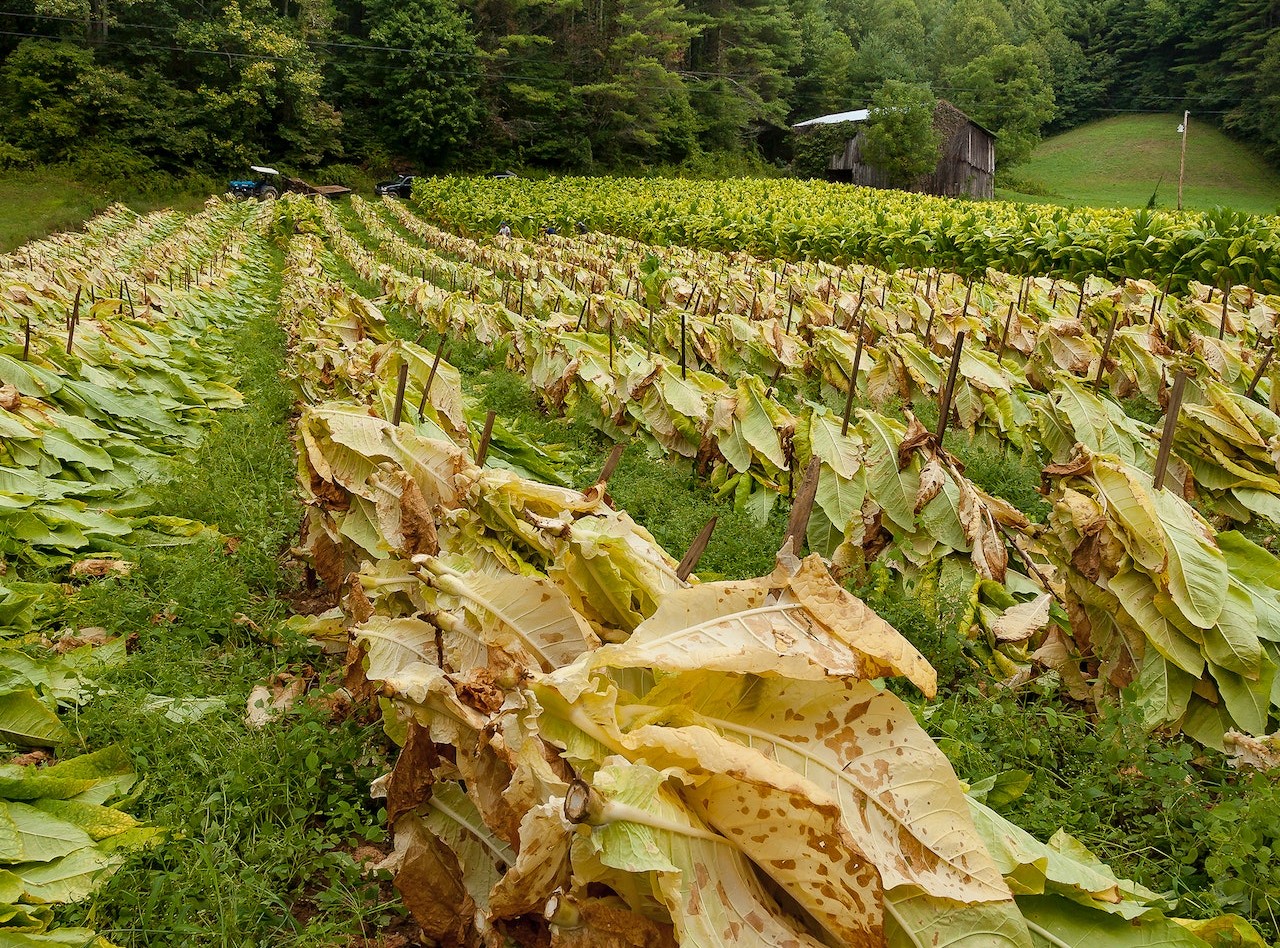 Tobacco Farm | Veteran Car Donations