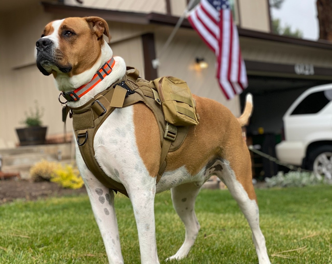 Brown and White Short Coated Military Dog on Green Grass | Veteran Car Donations