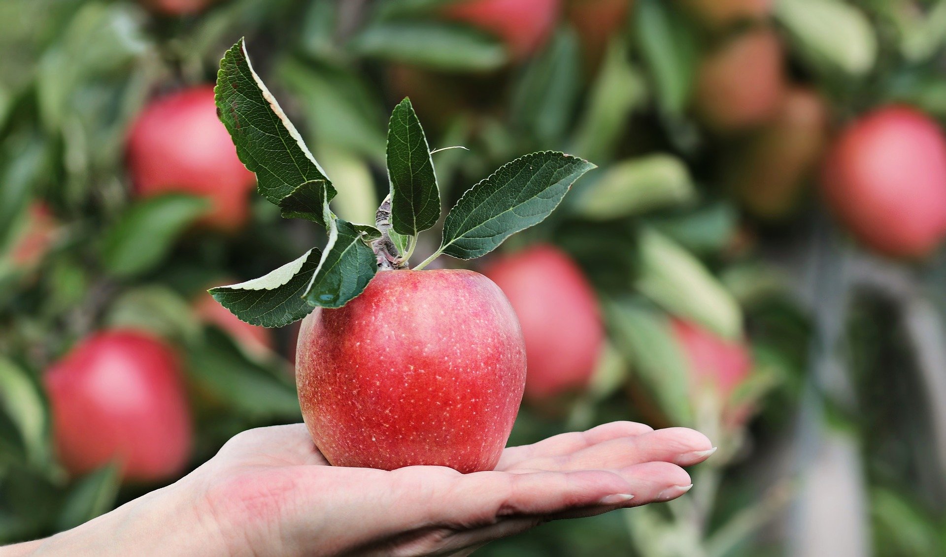 Someone Holding a Freshly Picked Apple - VeteranCarDonations.org