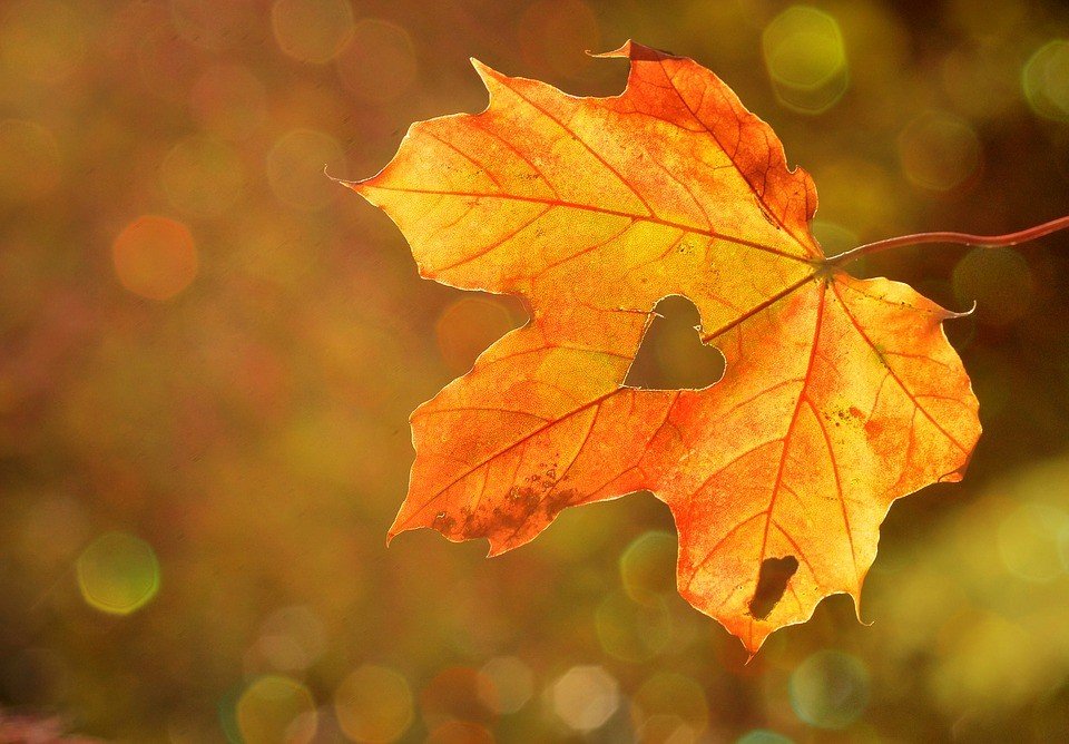 Golden Autumn Leaves - VeteranCarDonations.org