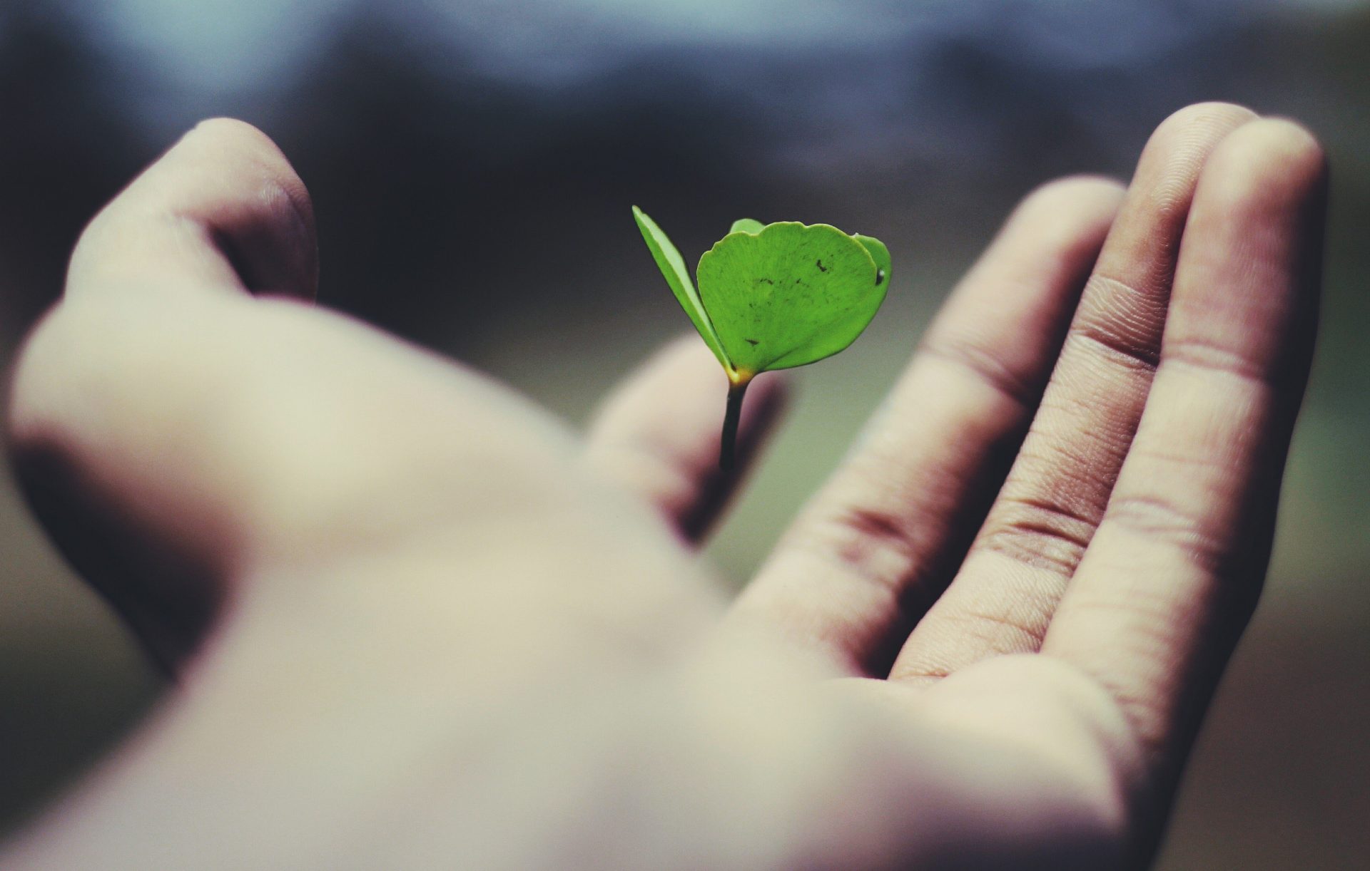 A Person Holding a Tiny Plant - VeteranCarDonations.org