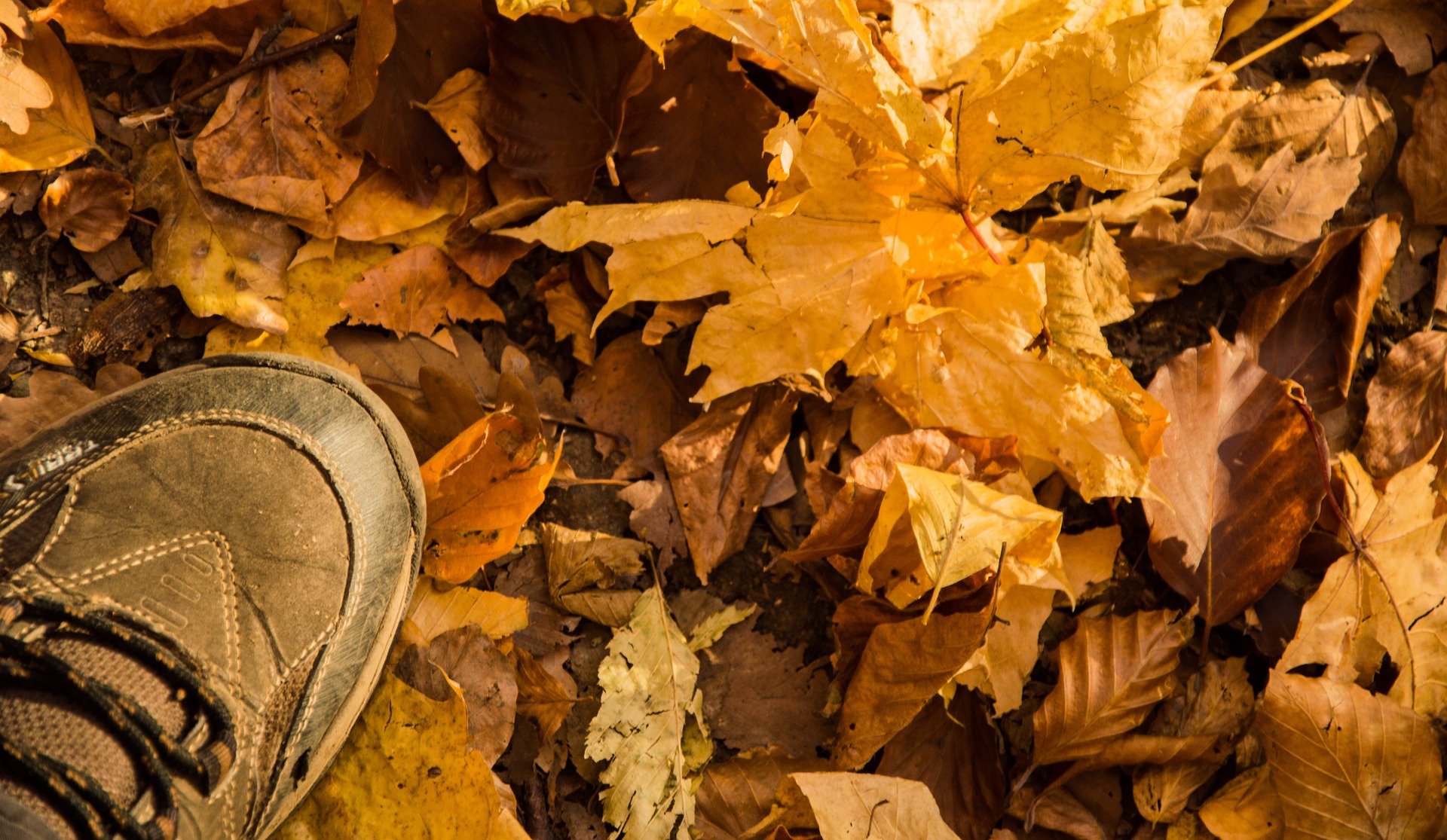 Shoes over Autumn Foliage - VeteranCarDonations.org