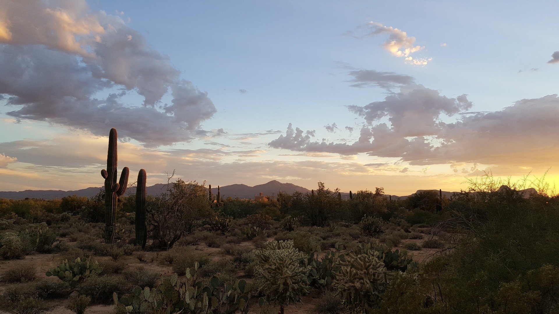 Sunset in Saguaro Desert