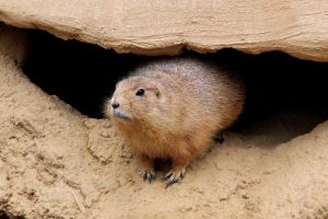 Groundhog in its Habitat | Veteran Car Donations