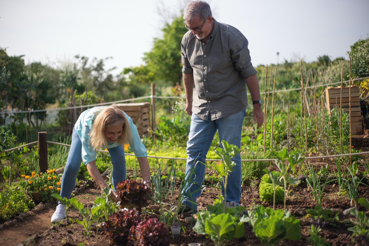 Smiling Woman Harvesting Lettuce | Veteran Car Donations
