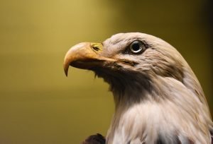 American Eagle Beak
