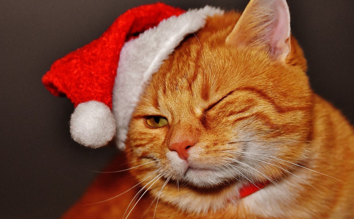 Cat Goofing Around this Christmas | Veteran Car Donations