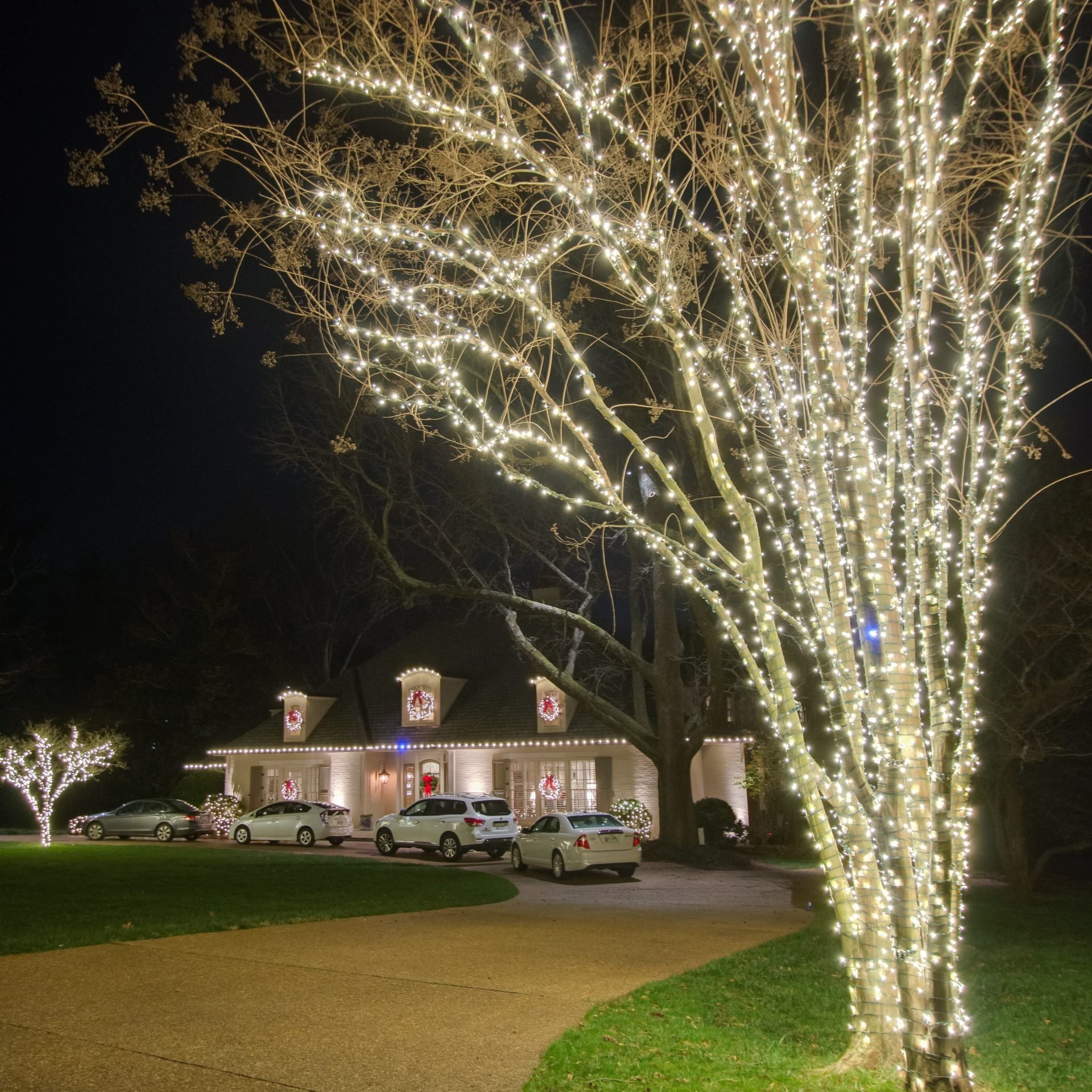 Illuminating Trees Outdoor Christmas Design | Veteran Car Donations