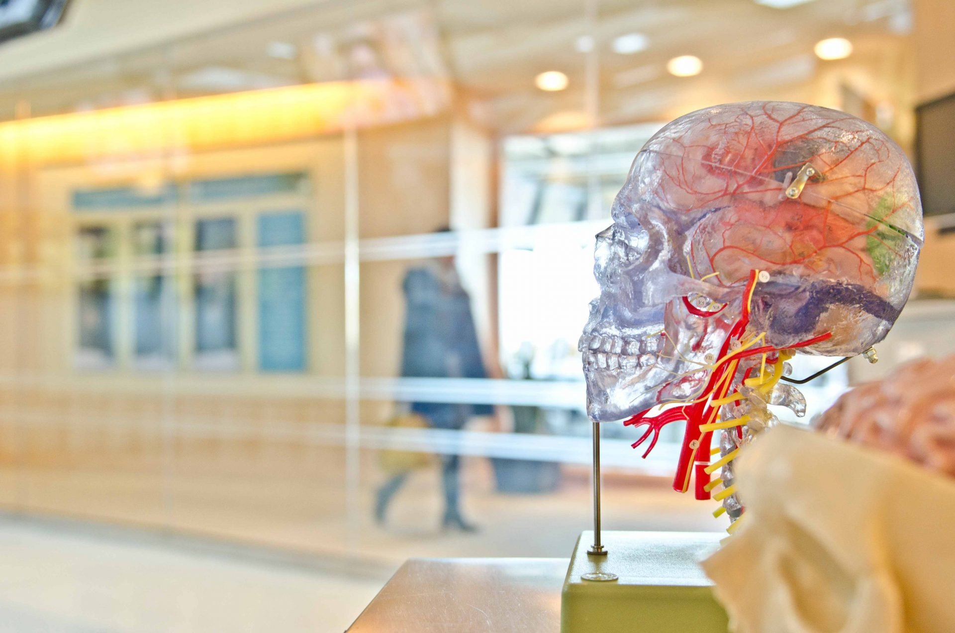 Nervous System 3D Model | Veteran Car Donations
