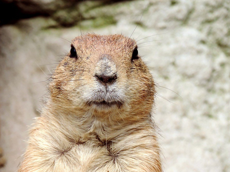 Punxsutawney Phil | Veteran Car Donations