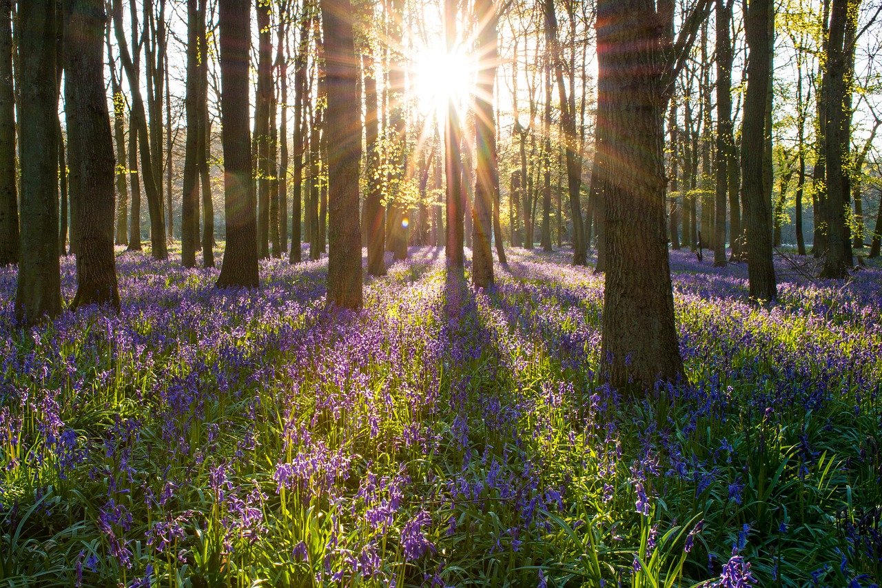Spring Equinox | Veteran Car Donations