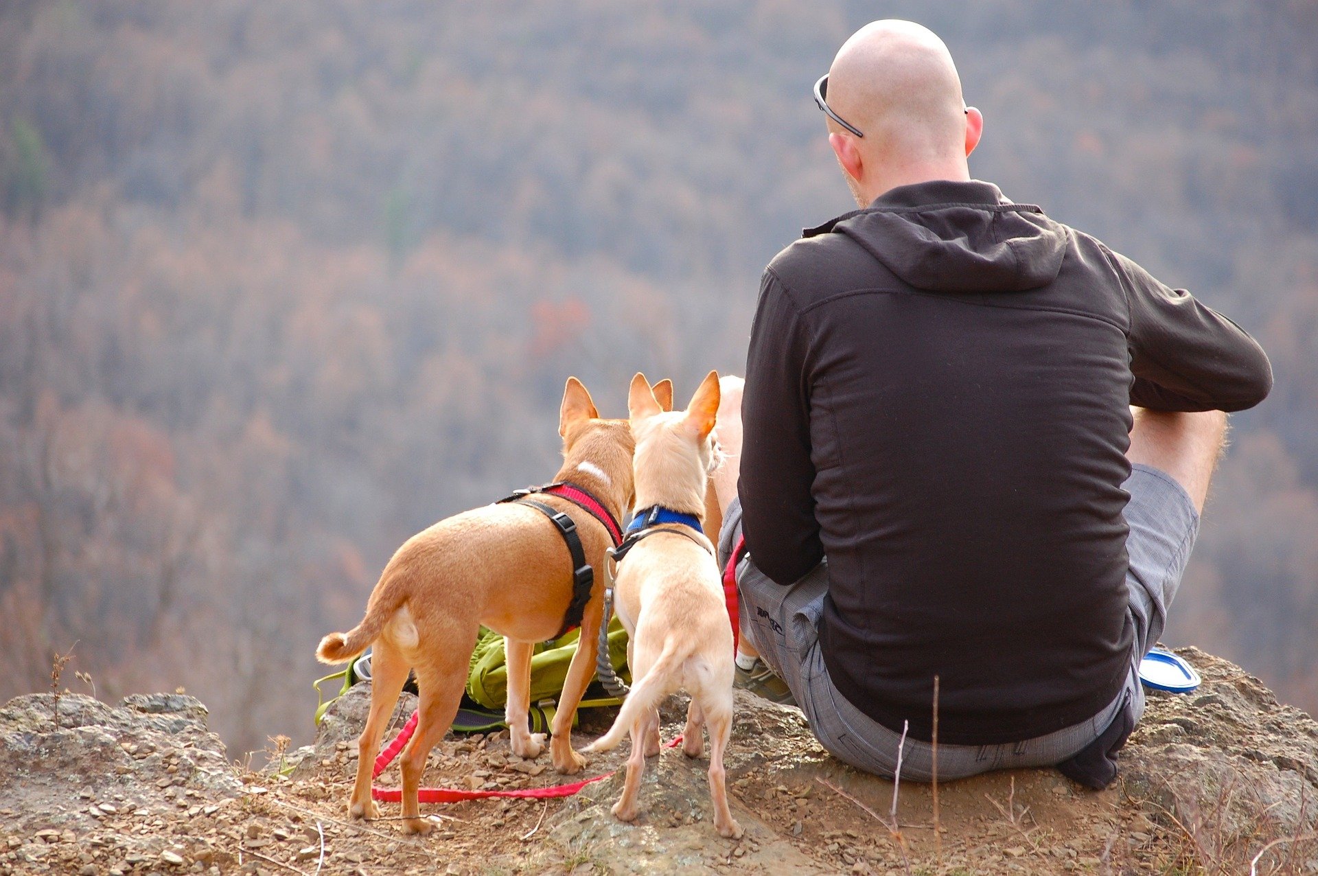 Camping with Dogs | Veteran Car Donations