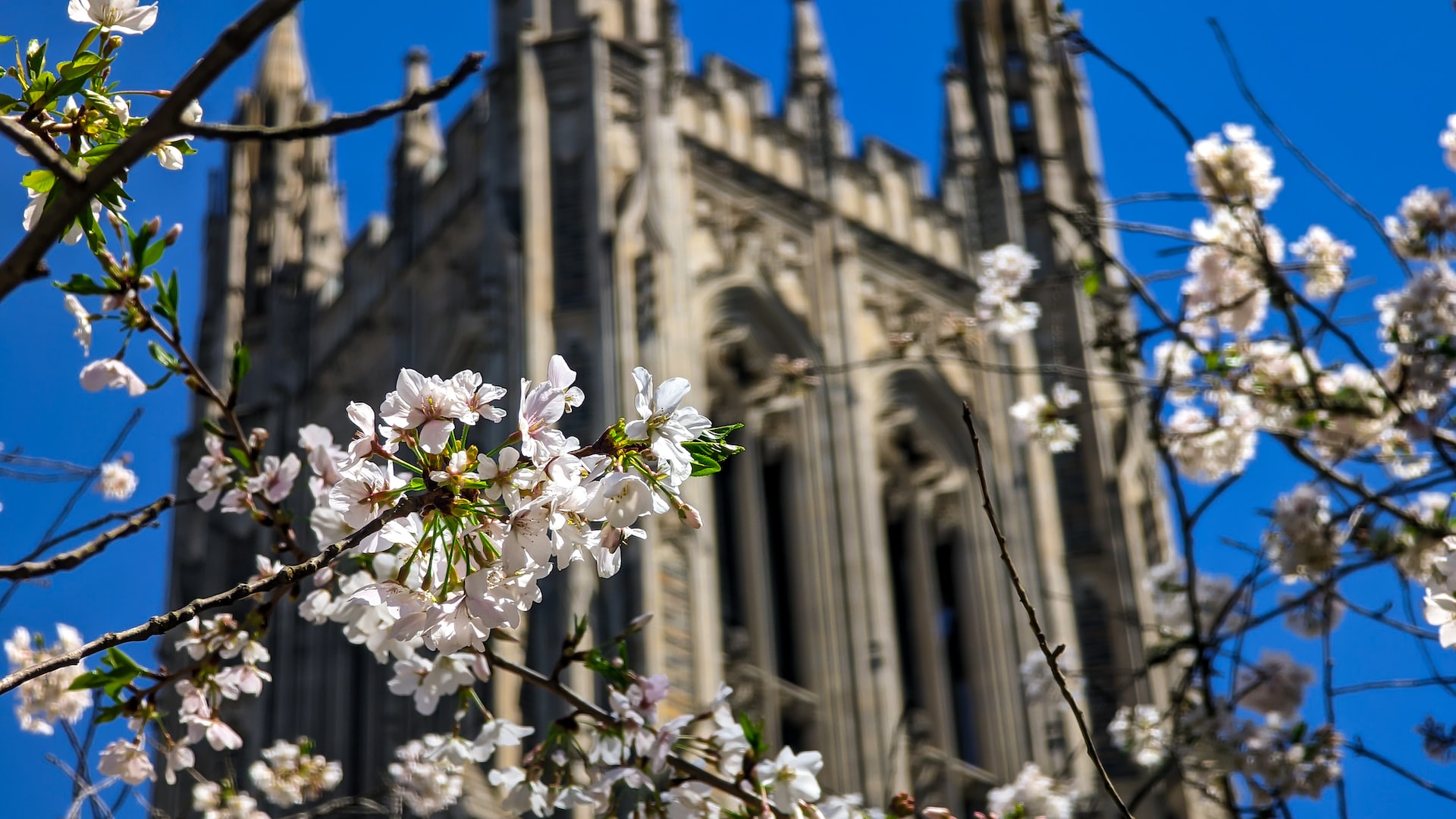 Flowers on Duke Chapel | Veteran Car Donations