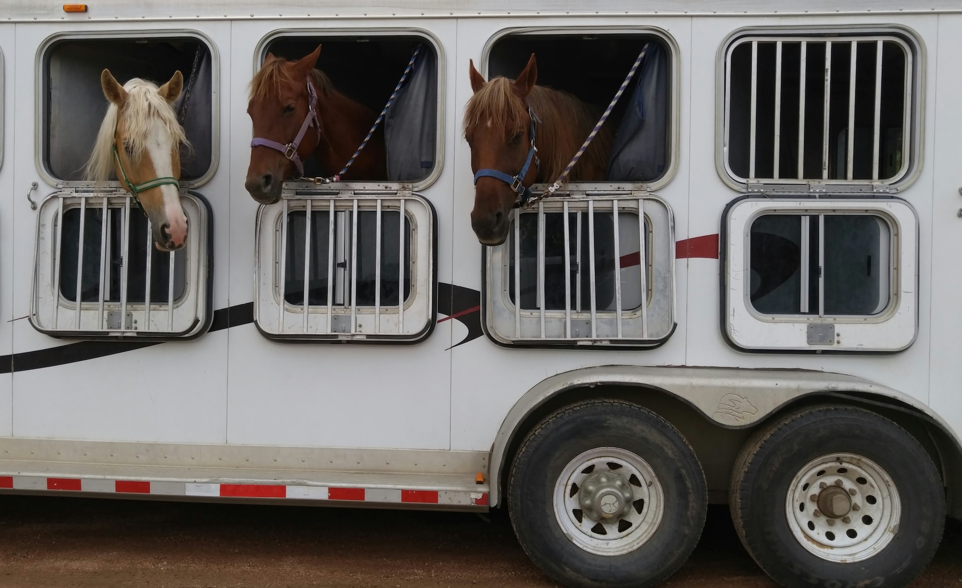 I just had to capture these guys! It cracks me up that I see more horses being transferred than I do people riding horses | Veteran Car Donations
