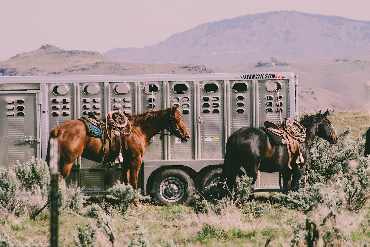 Two Black and Brown Horses | Veteran Car Donations
