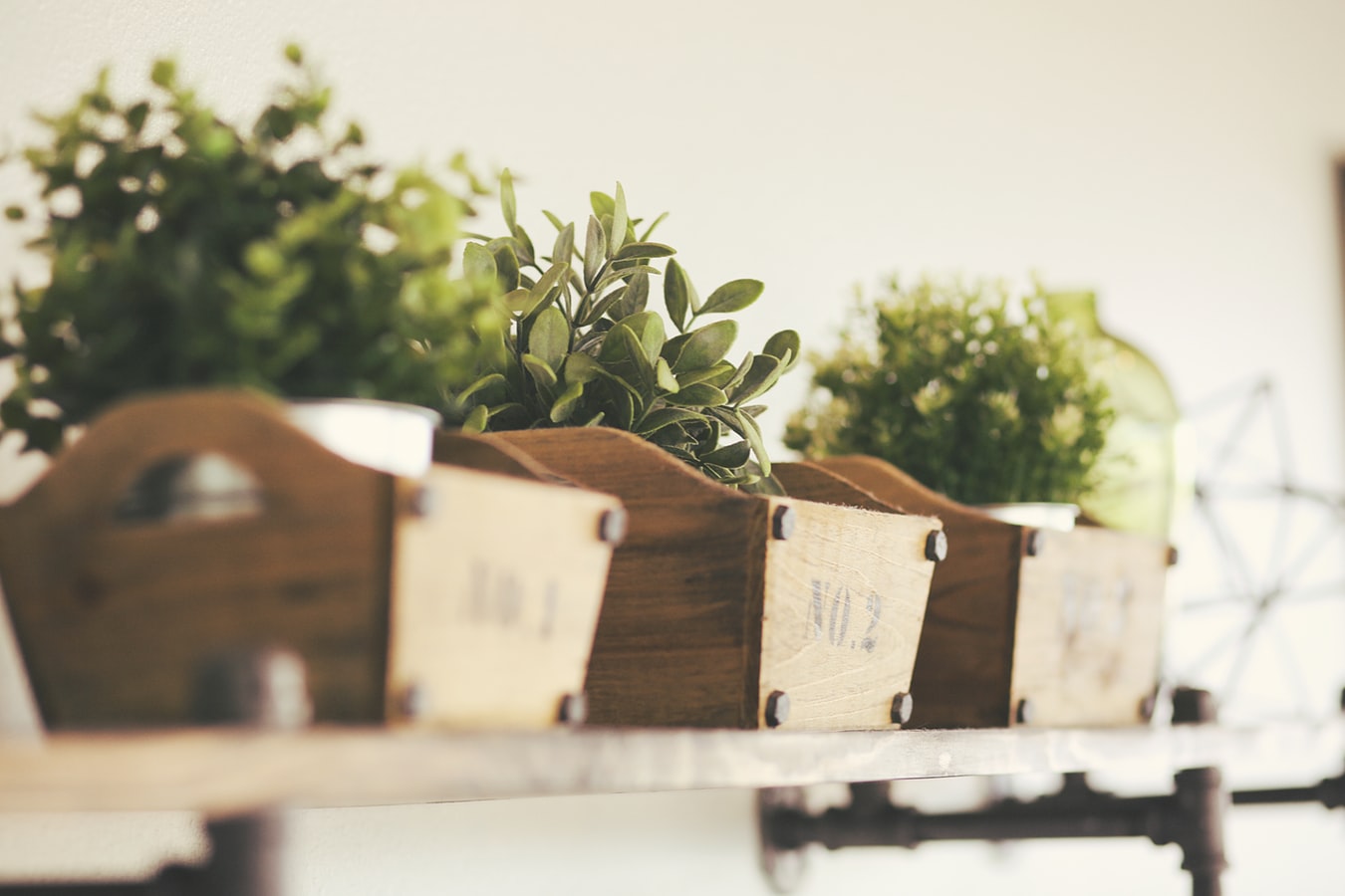 Indoor Plants in a Shelf | Veteran Car Donations