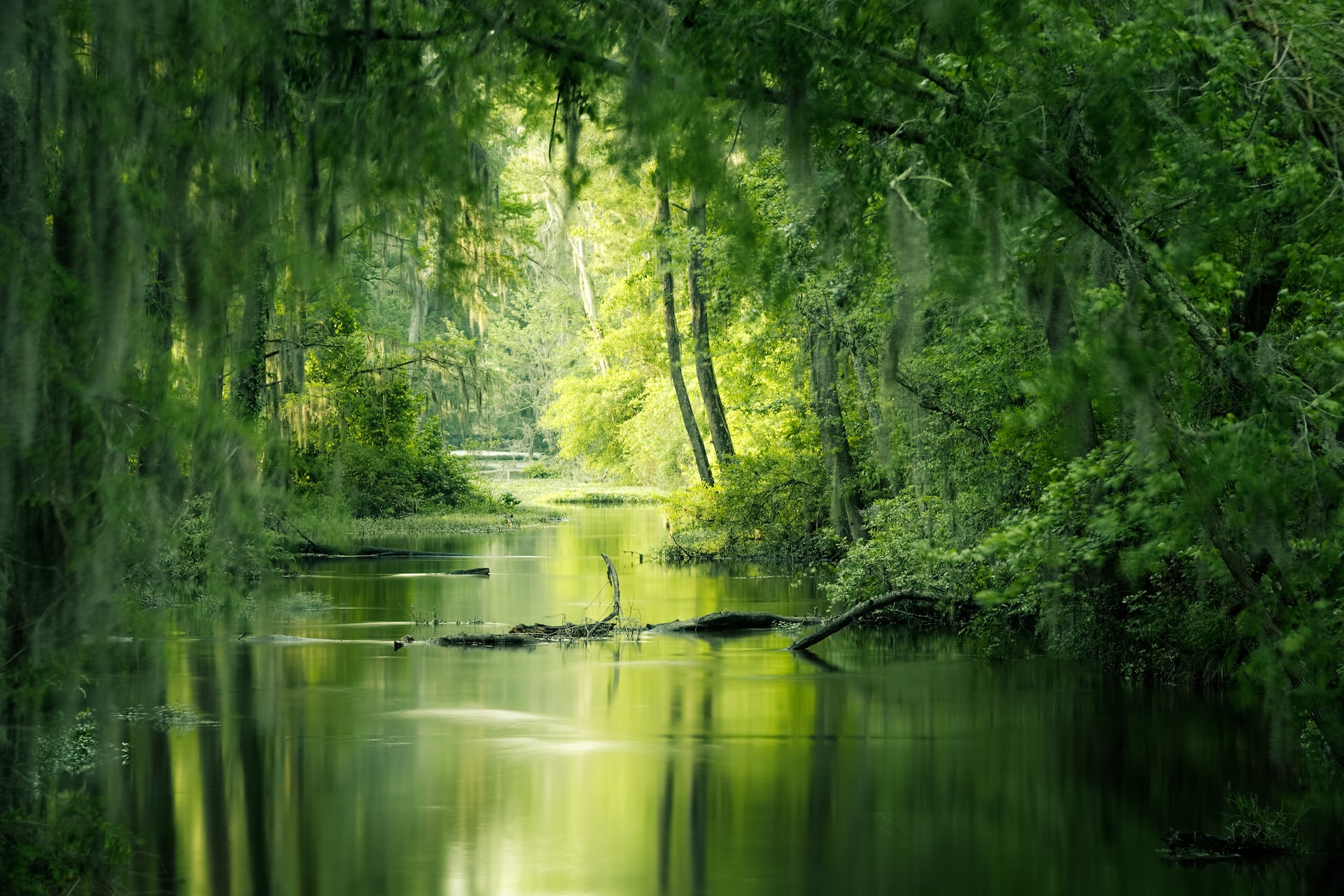 Phinizy Swamp in Augusta, Georgia | Veteran Car Donations