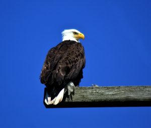 American Bald Eagle | Veteran Car Donations