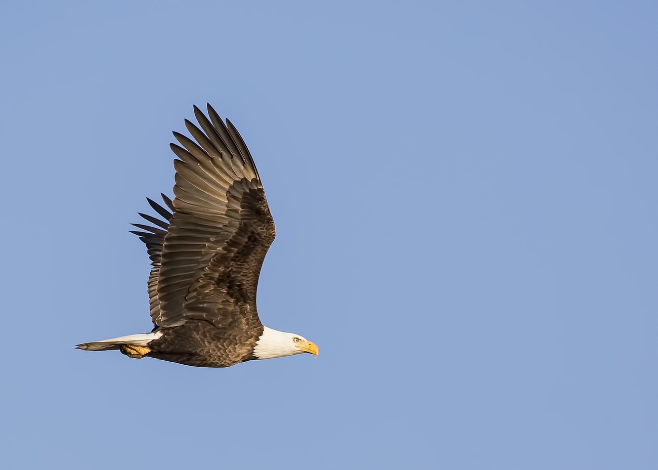 Soaring American Bald Eagle | Veteran Car Donations