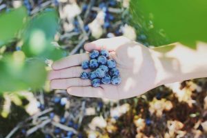 Freshly Picked Blueberries | Veteran Car Donations