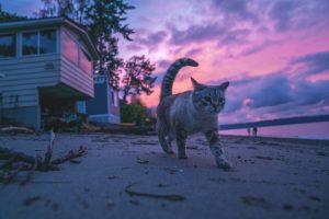 Cat Walking on a Beach | Veteran Car Donations