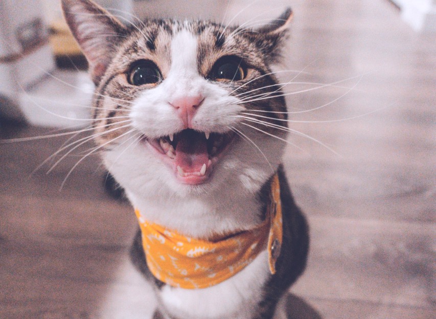 Funny Cat | Veteran Car Donations