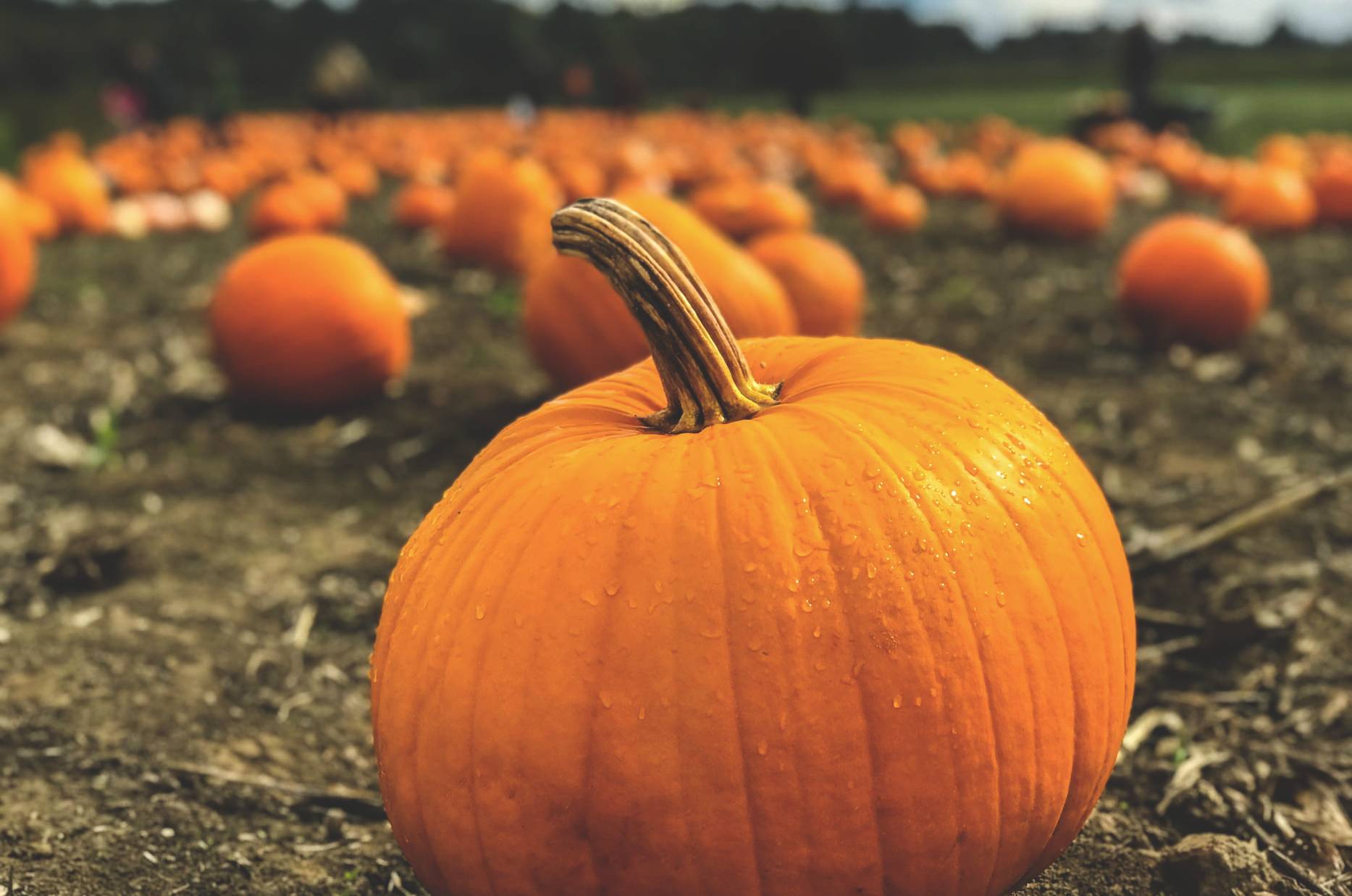 Pumpkin Patch in Daytime | Veteran Car Donations