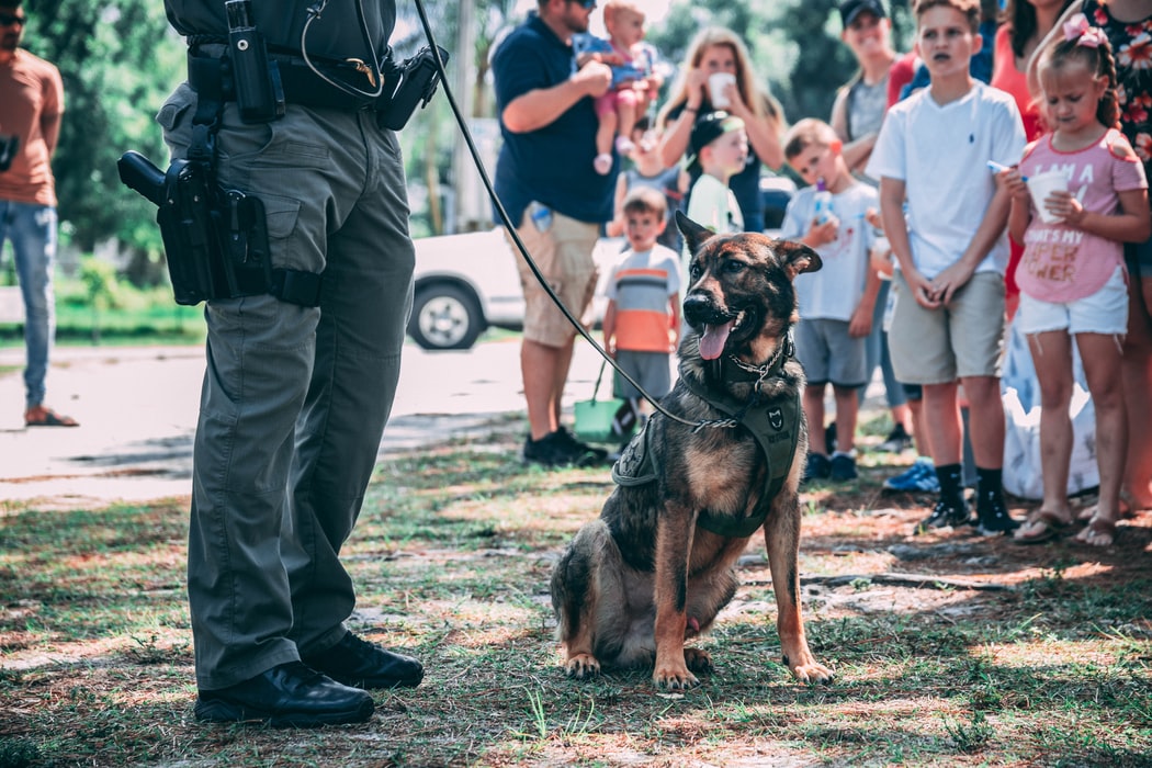 K9 in a Demonstration | Veteran Car Donations