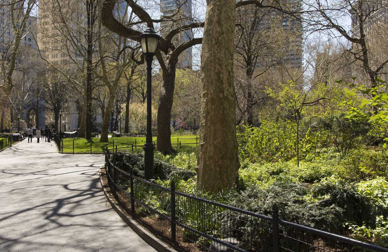 Trees in Manhattan | Veteran Car Donations