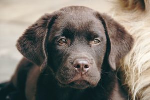 Black Labrador Pup | Veteran Car Donations