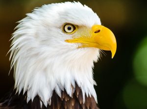 Close Up Photo of Bald Eagle | Veteran Car Donations