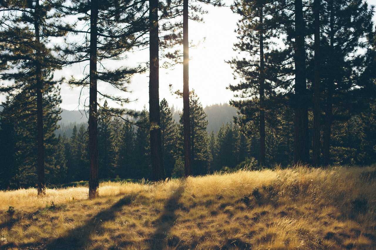Autumn Morning in Nature | Veteran Car Donations