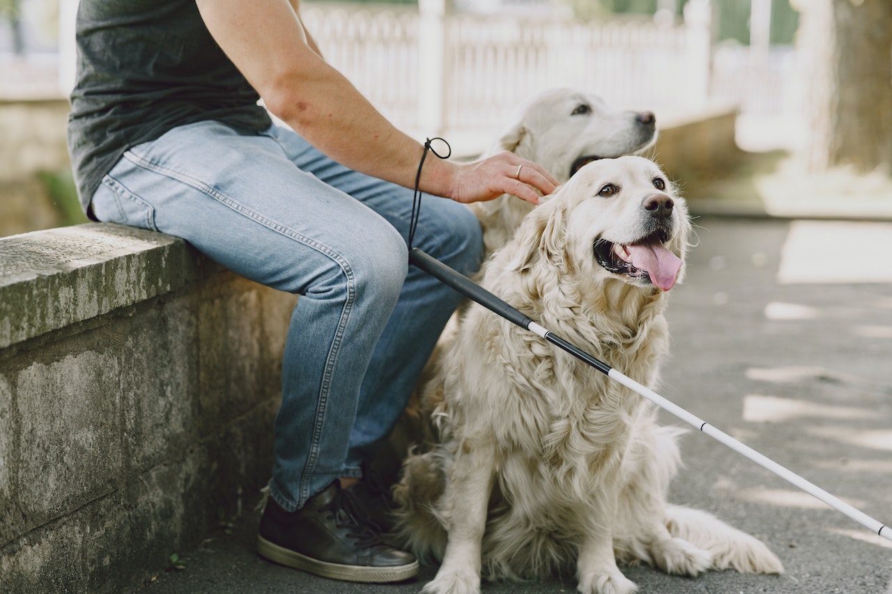 Man Sitting Beside White Dogs | Veteran Car Donations