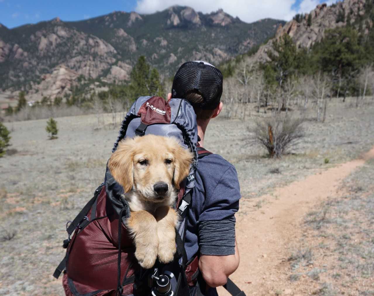 Veteran Carries Dog While Walking | Veteran Car Donations