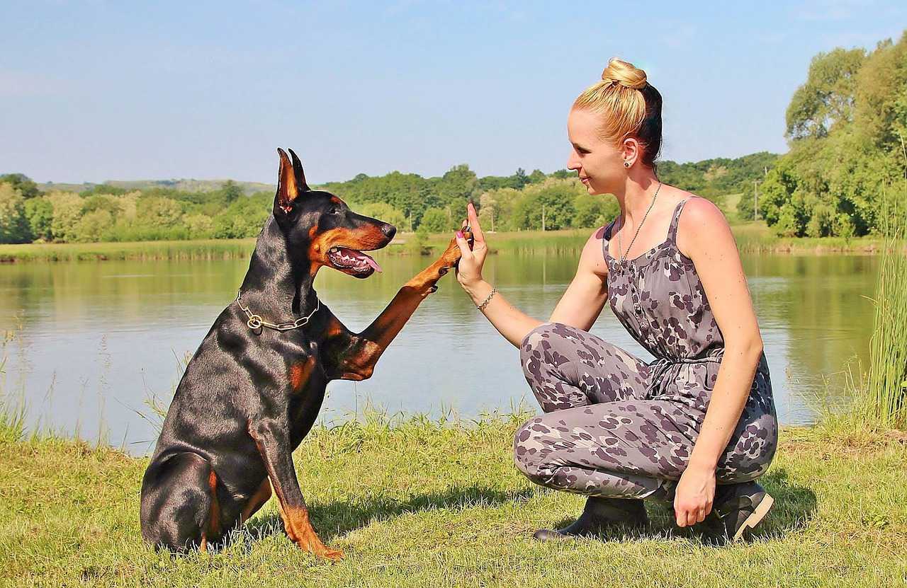 Best Dog Breeds for Veterans with PTSD | Veteran Car Donations