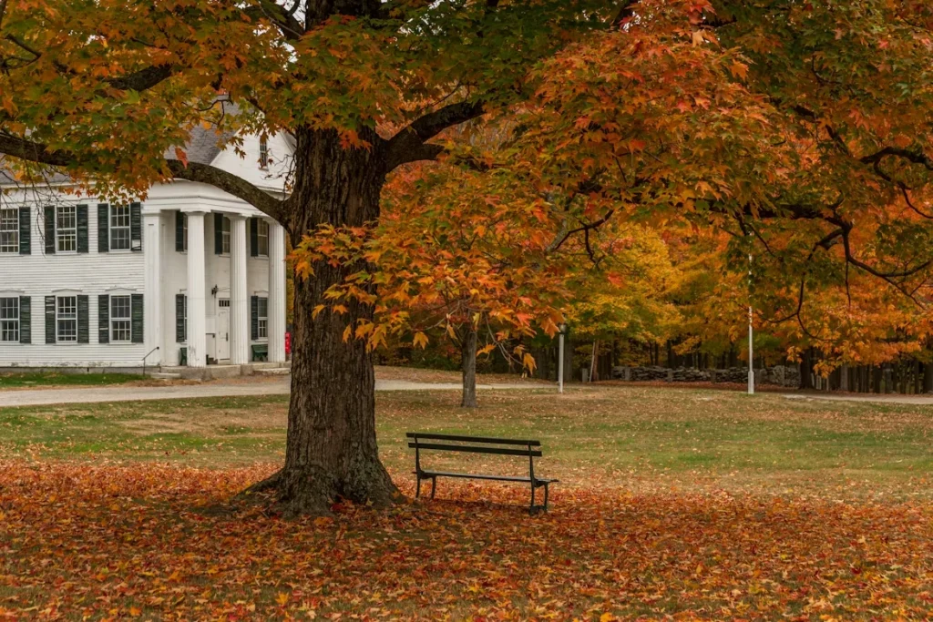 Bench under a tree in Shirley, Massachusetts