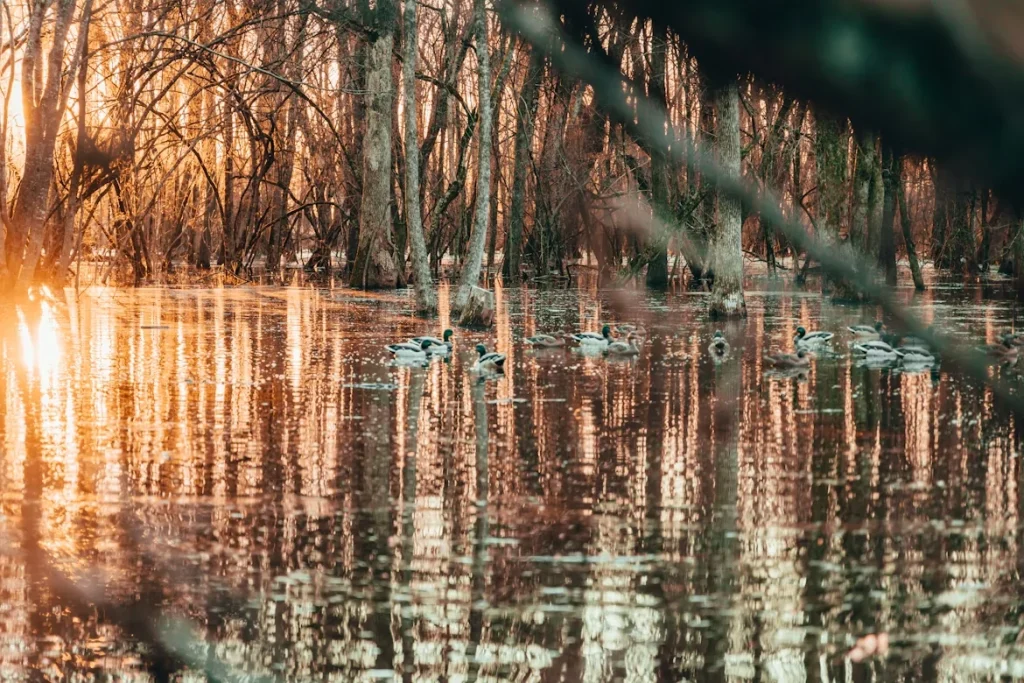 Body of water surrounded by trees at The Grove Hunting Club in Pine Bluff, Arkansas