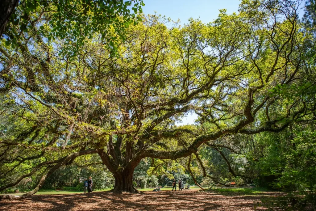 Large tree in a park in Tallahassee, Florida