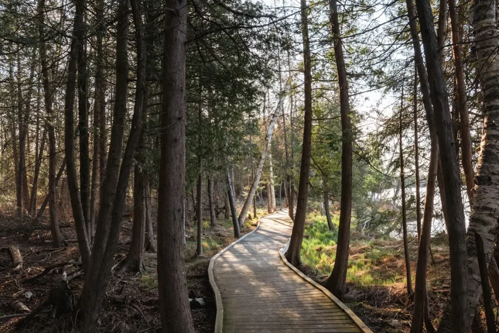 A path through a forest on Camp Au Sable Road in Grayling, Michigan