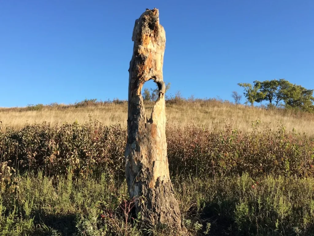 A tree stump in the middle of a field in Manhattan, Kansas