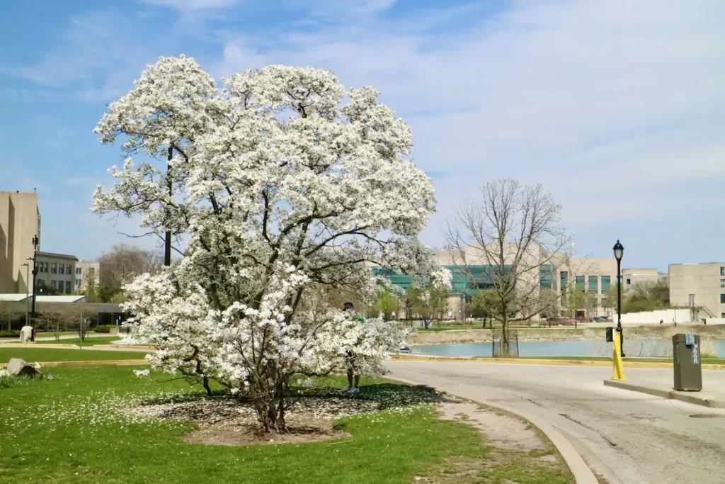 A tree with white flowers in a park in Evanston, Illinois