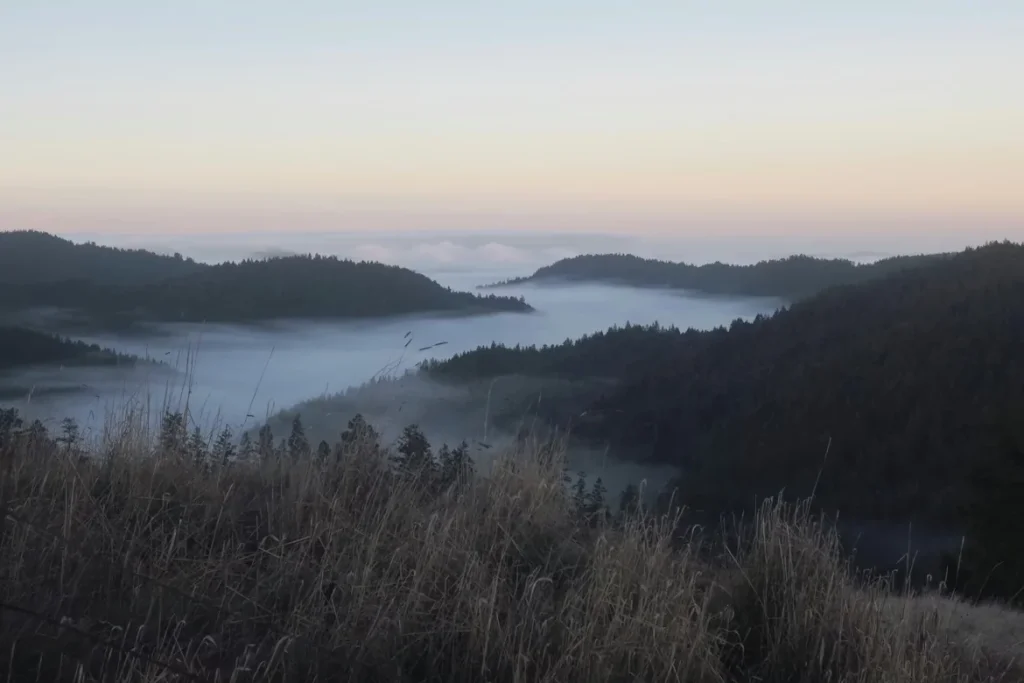 Green trees near the lake during daytime in Fort Bragg, California