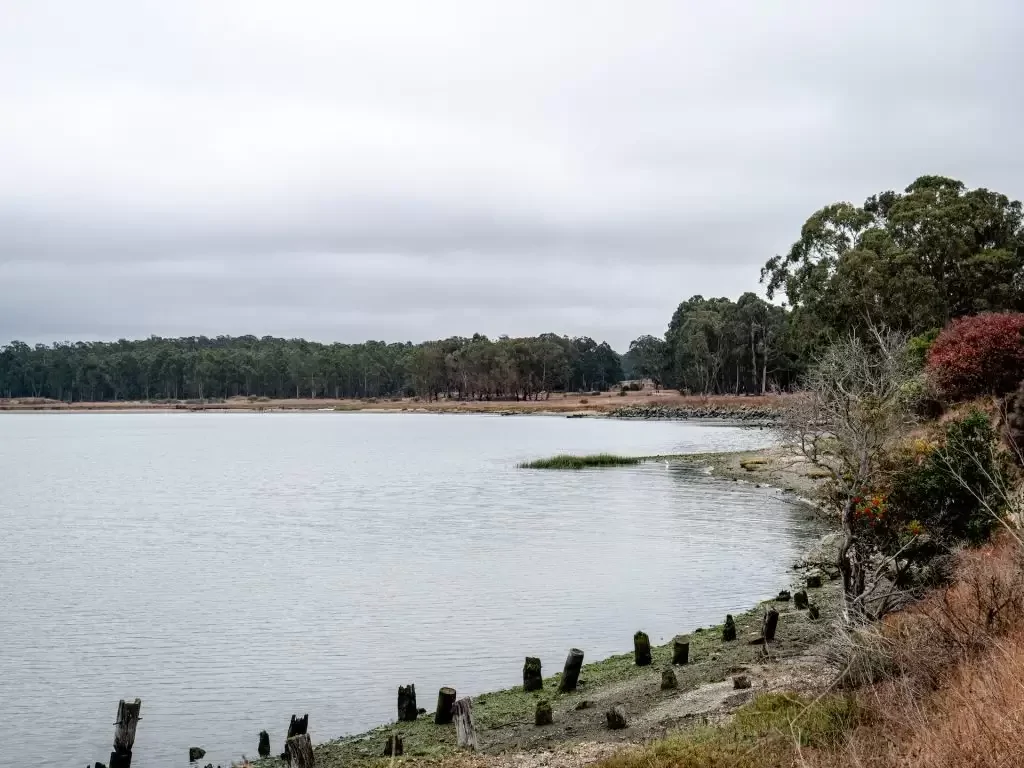 Green trees along a calm body of water under a cloudy white sky