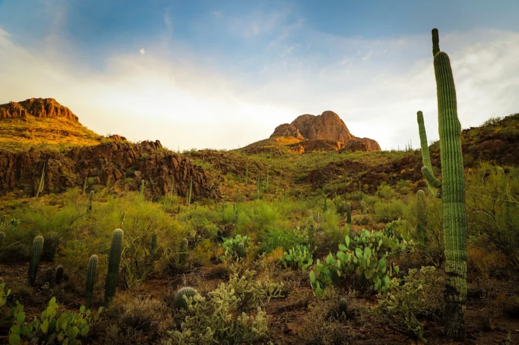 Green-leafed plants at Sombrero Peak in Tucson, Arizona